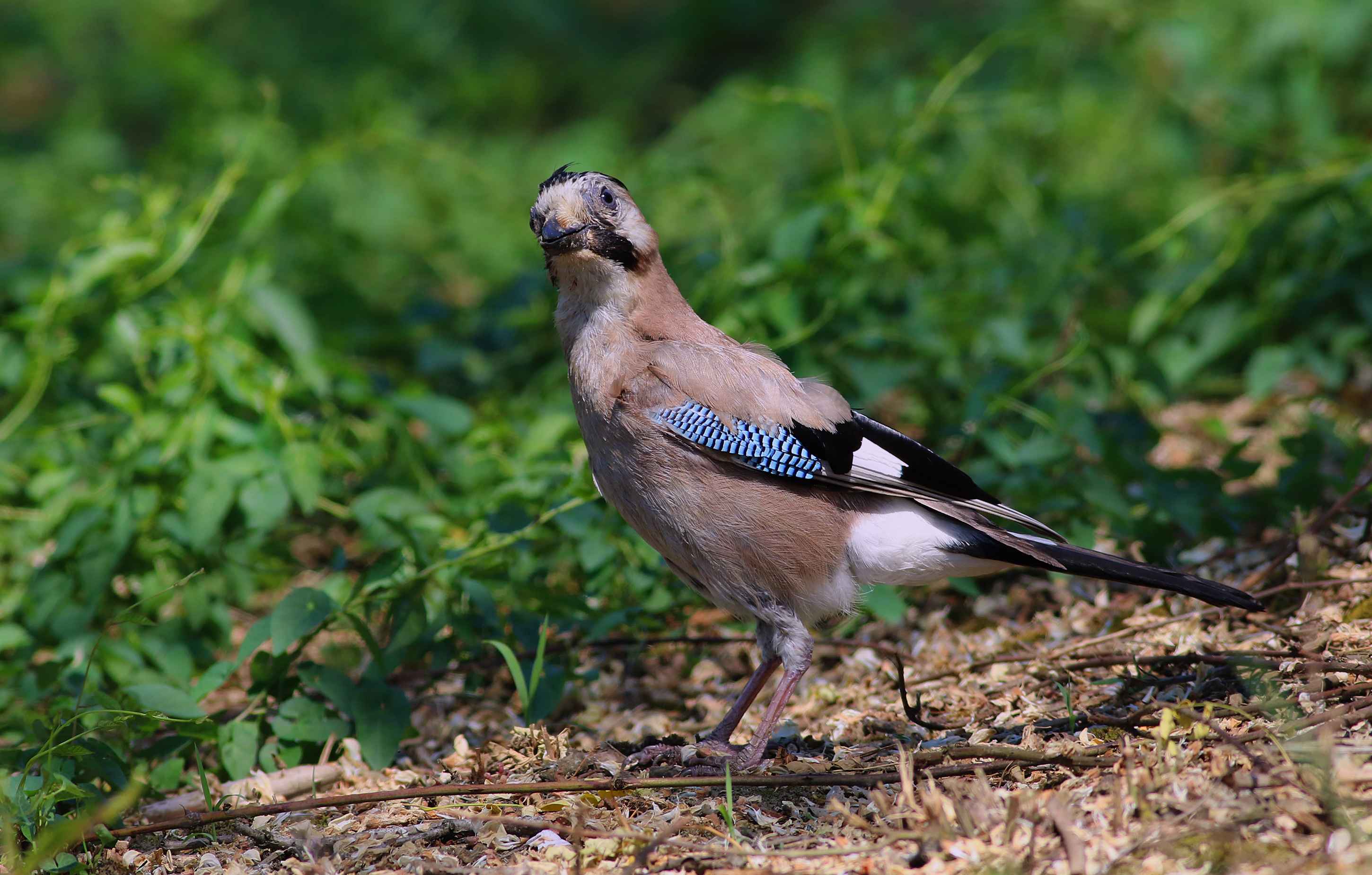 Eurasian Jay